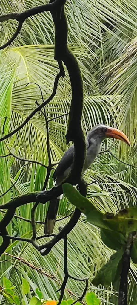 Bird Watching